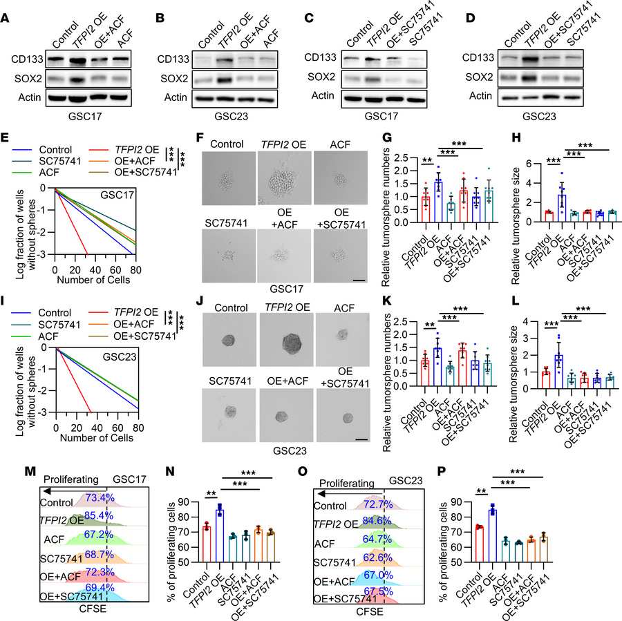 TFPI2-induced GSC self renewal is regulated by the HIF-1α–NF-κB signalin...