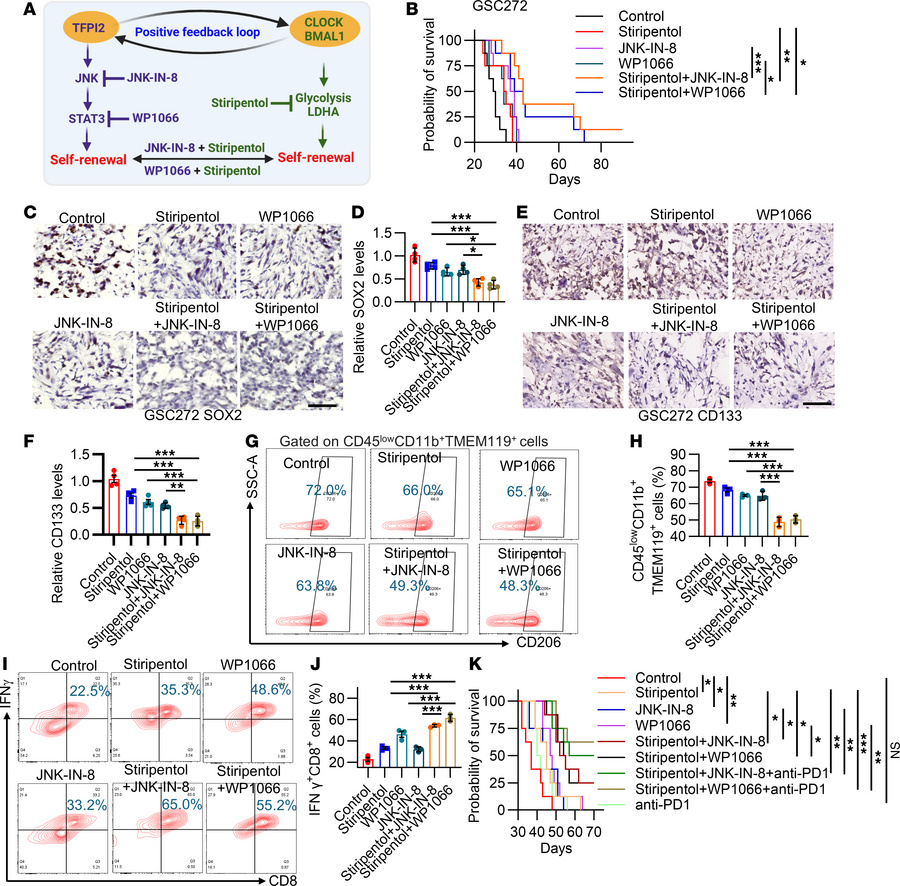 Inhibition of the downstream pathways of the TFPI2-CLOCK signaling loop ...