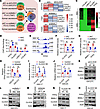 The CLOCK-BMAL1 complex regulates TFPI2 expression in GSCs.