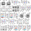 CLOCK-induced GSC self renewal is regulated by TFPI2.
