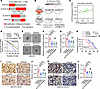 Mutual exclusivity between CLOCK and TFPI2 contributes to GSC self renewal