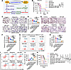 Inhibition of the downstream pathways of the TFPI2-CLOCK signaling loop red