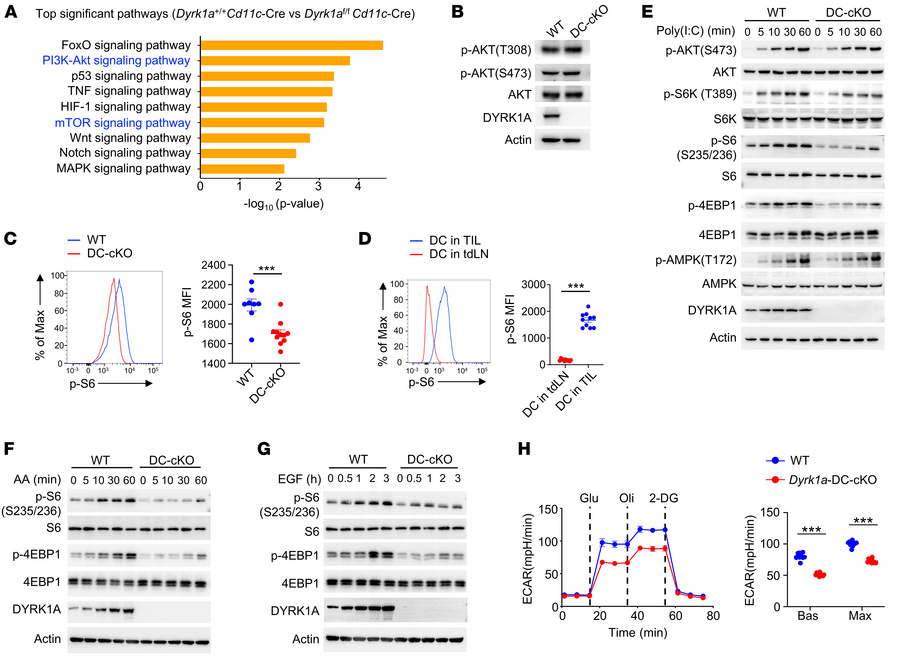 DYRK1A activates the mTORC1 signaling pathway in DCs.
(A) Functional enr...