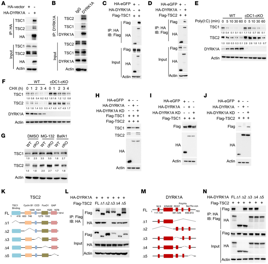 DYRK1A interacts with TSC1/2 and regulates its stability.
(A) Co-IP anal...