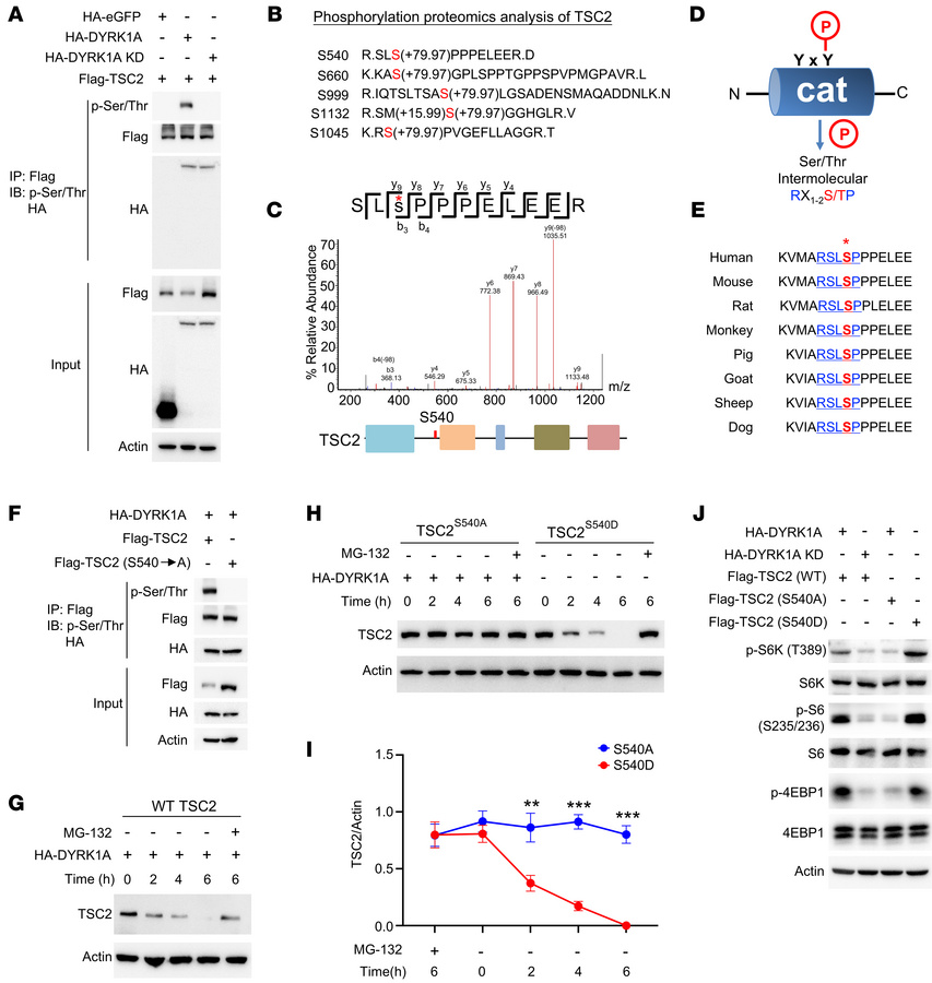 DYRK1A facilitates TSC2 degradation through the phosphorylation of TSC2 ...