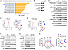 DYRK1A activates the mTORC1 signaling pathway in DCs.
