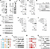 DYRK1A interacts with TSC1/2 and regulates its stability.