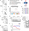 DYRK1A facilitates TSC2 degradation through the phosphorylation of TSC2 at