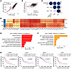 DYRK1A/TSC2/mTORC1 axis in cDC1s is essential for antitumor immunity in hum