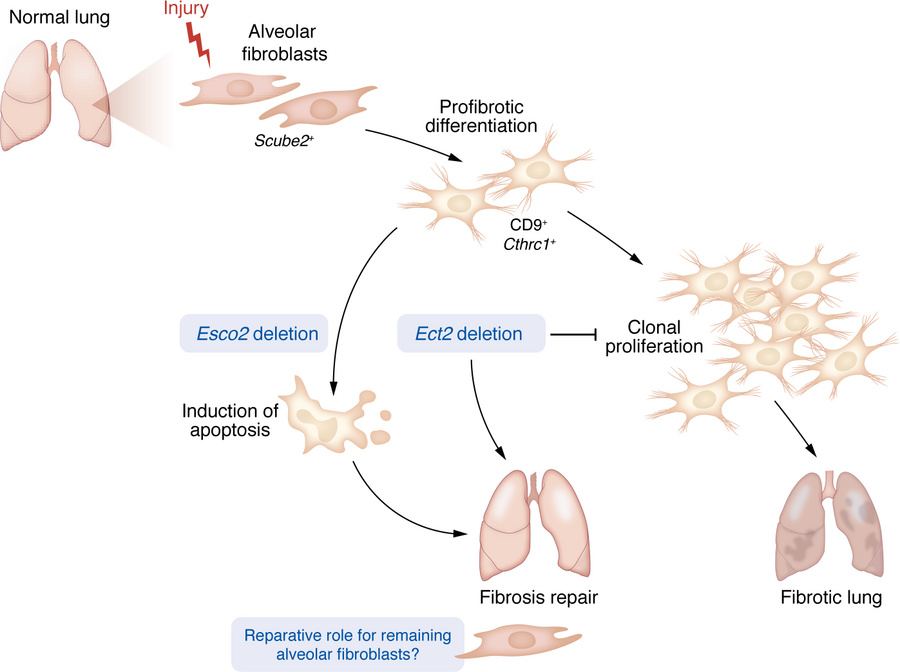 Schematic of fibroblast response to injury during fibrosis development.
...
