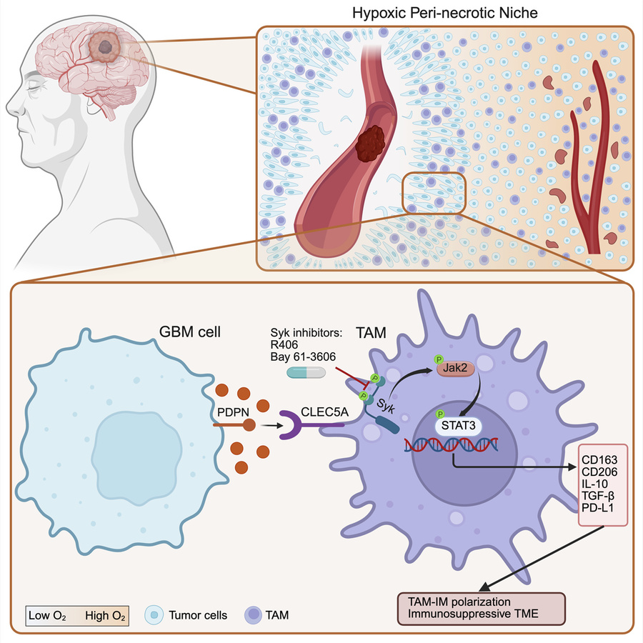 graphical abstract