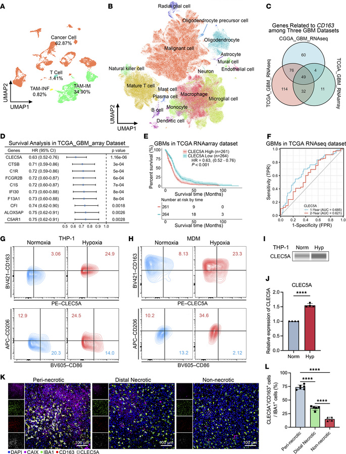 CLEC5A is preferentially expressed by hypoxic TAM-IMs within the perinec...