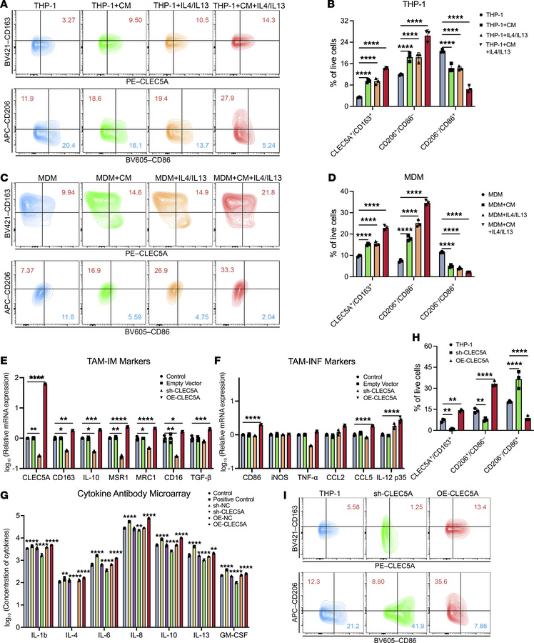CLEC5A enhances TAM polarization toward a TAM-IM phenotype.
(A and B) Re...