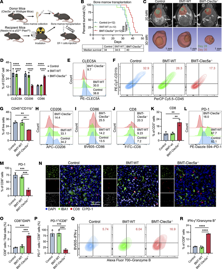 CLEC5A deletion in TAMs delays tumor progression by reprogramming the im...