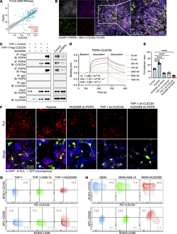 PDPN directly binds CLEC5A and triggers TAM polarization.
(A) Spearman c...