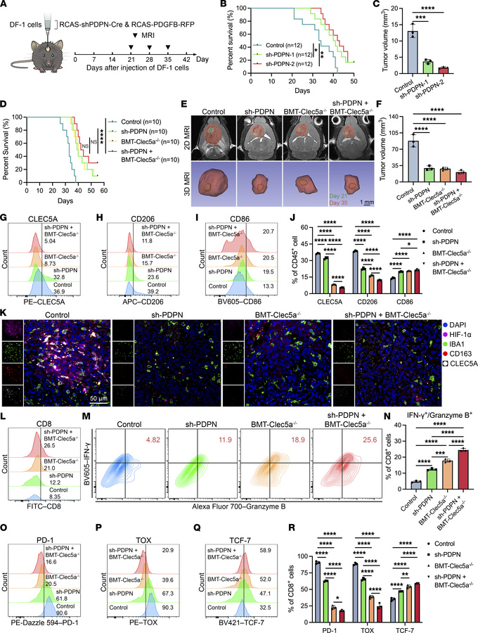 Tumor-derived PDPN promotes TAM-IM polarization through CLEC5A in vivo.
...