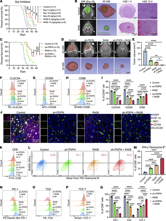 Syk inhibition suppresses tumor progression and reprograms the immunosup...