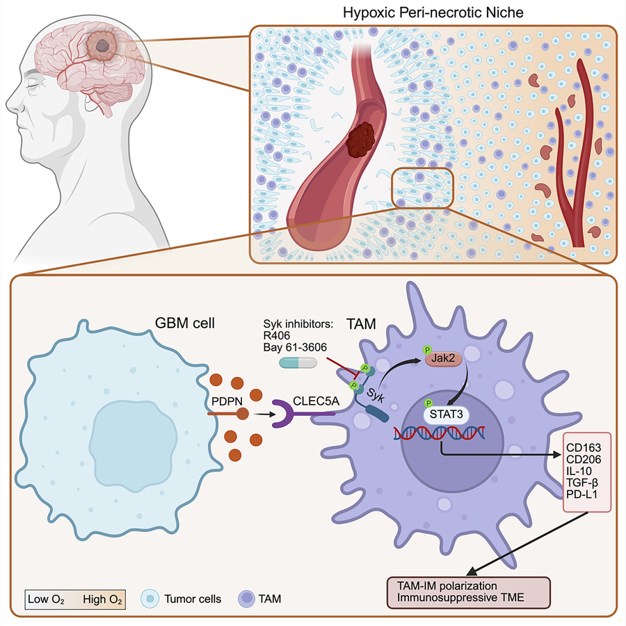graphical abstract
