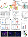 CLEC5A is preferentially expressed by hypoxic TAM-IMs within the perinecrot