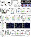 CLEC5A deletion in TAMs delays tumor progression by reprogramming the immun