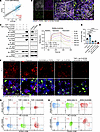 PDPN directly binds CLEC5A and triggers TAM polarization.