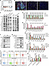 CLEC5A promotes TAM-IM polarization and immunosuppressive TME through Syk/S
