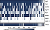 PhIP-seq antibody reactivity of current diagnostic antigens and TS23 in Cha