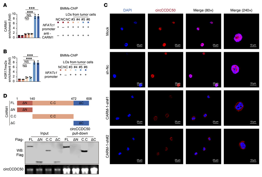 CARM1 is recruited by circCCDC50 to the NFATc1 promoter, where it mediat...