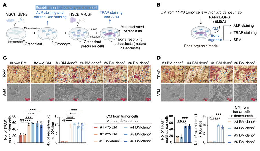 Denosumab-resistant ER+ breast cancer secretes LOs to promote RANKL-inde...