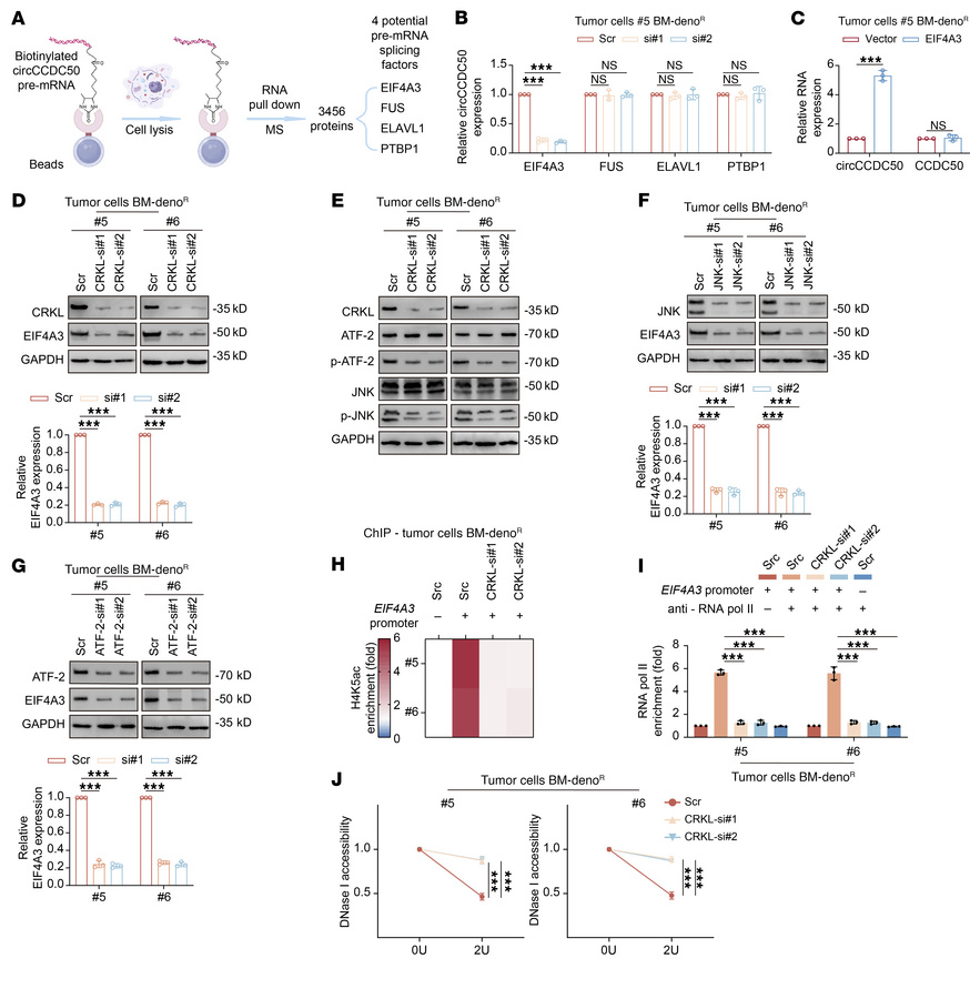 CRKL promotes circCCDC50 biogenesis through the JNK/ATF-2/EIF4A3 axis.
(...