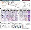 Osteoclasts exhibit sustained activation during the pathogenesis and therap