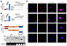 CARM1 is recruited by circCCDC50 to the NFATc1 promoter, where it mediates