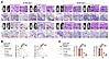 Early pharmacological inhibition of CARM1 by TP-064 attenuates the formatio