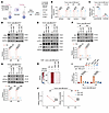 CRKL promotes circCCDC50 biogenesis through the JNK/ATF-2/EIF4A3 axis.