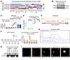 The circCCDC50/CARM1 complex enhances NFATc1 transcription to sustain osteo