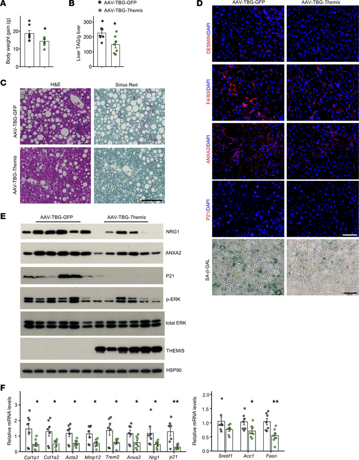 Hepatocyte-specific Themis overexpression attenuates hepatocyte senescen...