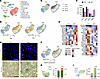 THEMIS inactivation reprograms hepatocyte and nonparenchymal cell transcrip