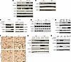 Themis regulates senescence in a cellular autonomous manner via Erk signali