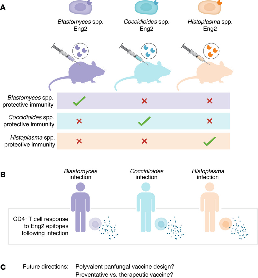 Eng2 elicits protective immunity against multiple pathogenic fungi.
(A) ...