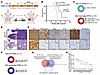 EED inactivation promotes a shift from SCLC toward LUAD histology in an RPR