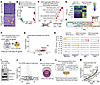 EED inactivation promotes rare NEUROD1-positive SCLC with early features of