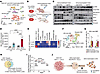 LUAD histology after EED inactivation requires cues from the tumor immune m