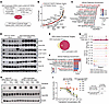 EED directly binds and represses RAS, PI3K, and MAPK pathway LUAD oncogenic