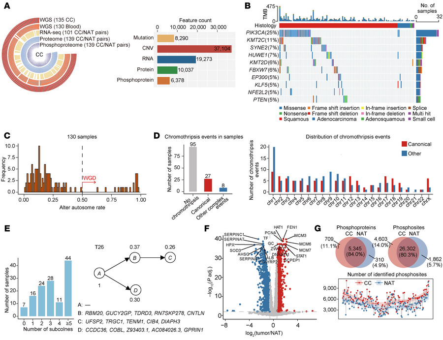 Multi-omics landscape of CC.
(A) Overview of data types and quantified f...