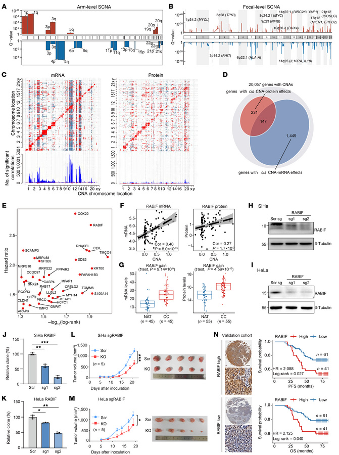 The impacts of SCNAs on mRNA and proteins.
(A and B) Significant arm-lev...