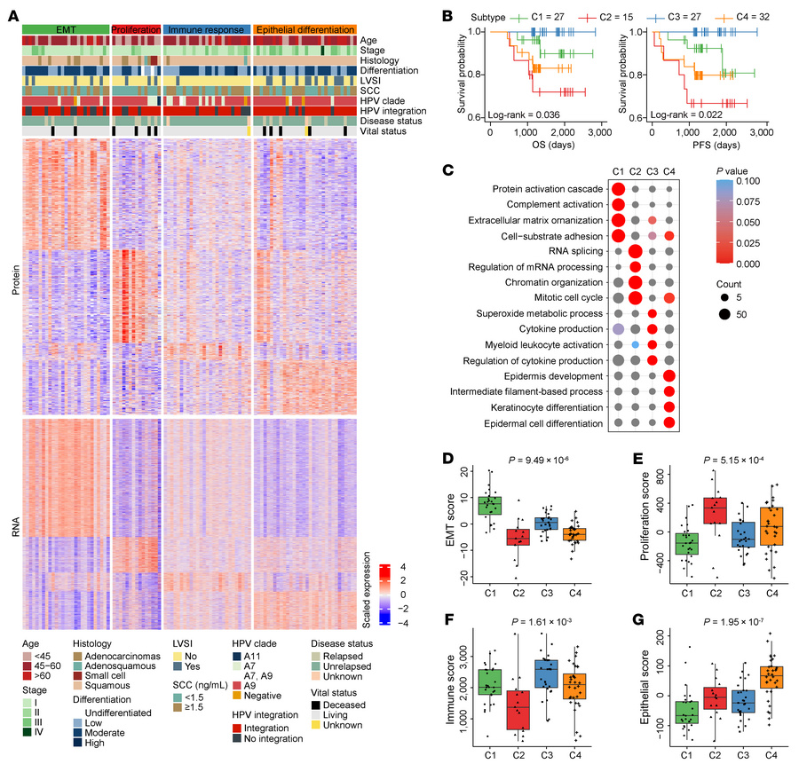 Multi-omics clustering identified 4 CC molecular subtypes with prognosti...