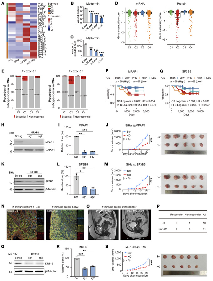 Validation of CC molecular subtypes through experimental assays.
(A) mRN...