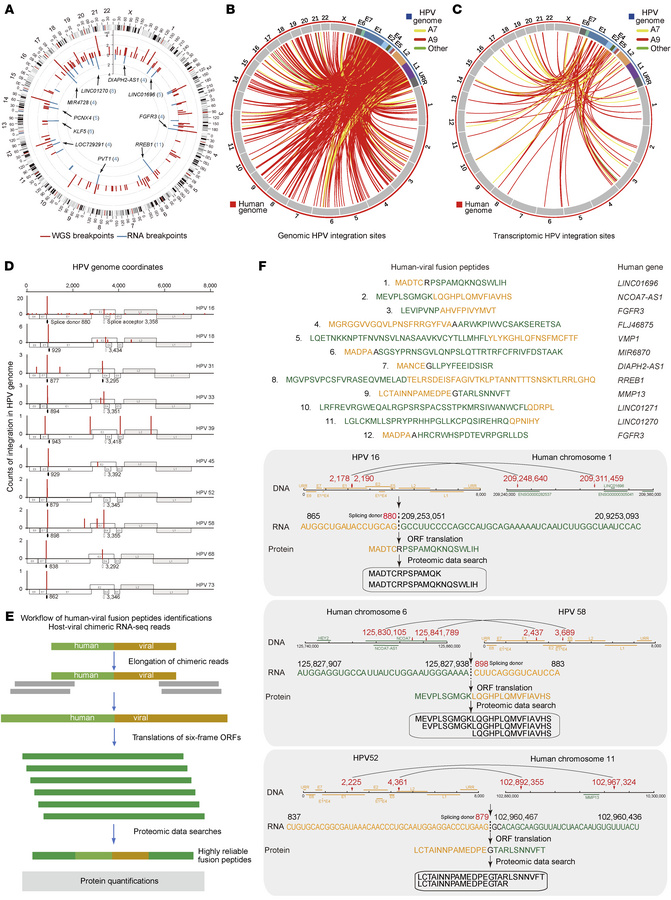 HPV integration and human-viral fusion peptides.
(A) Distribution of ide...