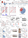 The impacts of SCNAs on mRNA and proteins.