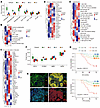 Characteristics of CC molecular subtypes and validation in independent coho